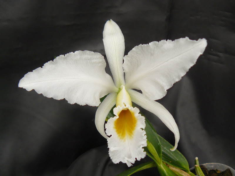 Cattleya percivaliana f. alba Cattleya%2520percivaliana%2520fma%2520alba