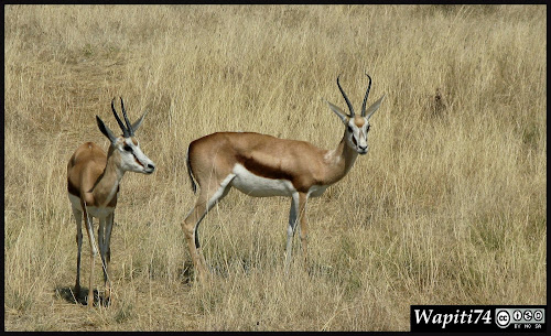 Balade australe... 11 jours en Namibie IMG_0377