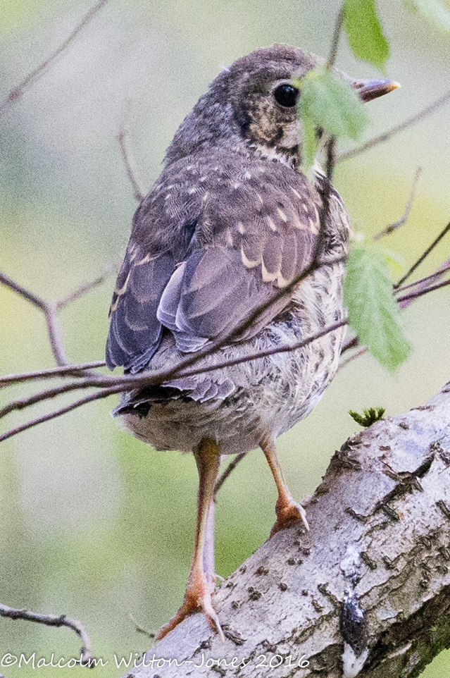 Song Thrush