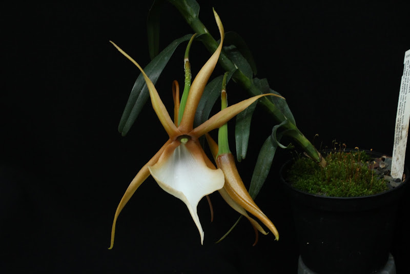 Angraecum viguieri IMG_5800