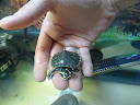 Tortues SAM_0792