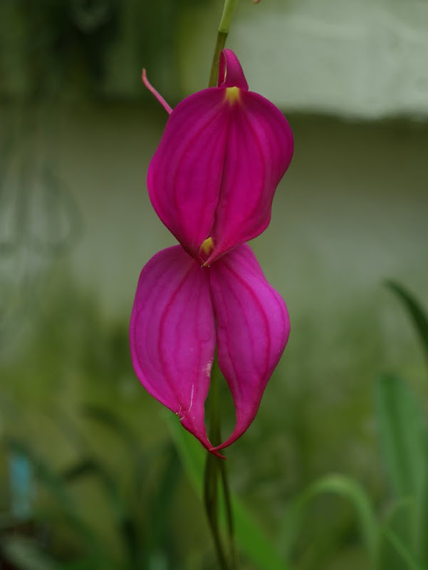 Masdevallia coccinea P1100040