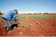 The increase in the national minimum wage, with effect from March 1, is likely to lead to further job losses as agricultural organisations wonder whether employers will be able to sustain the increases.
