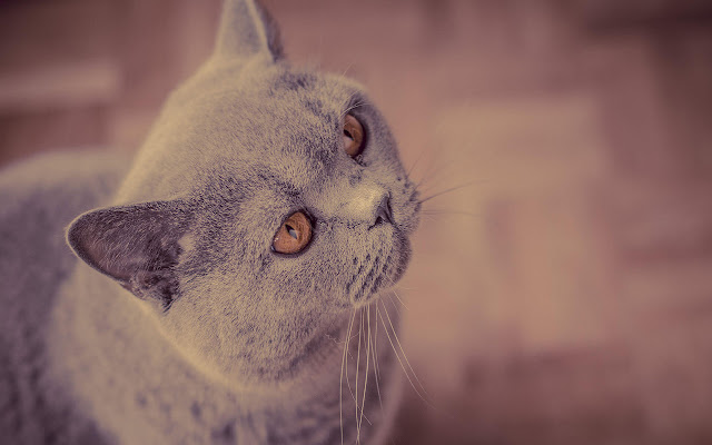 American Shorthair - New Tab in HD