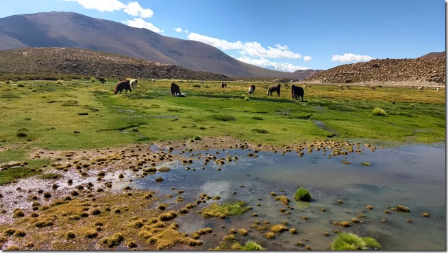 Lhamas-e-Vicunhas-Rio-Putana-Atacama--