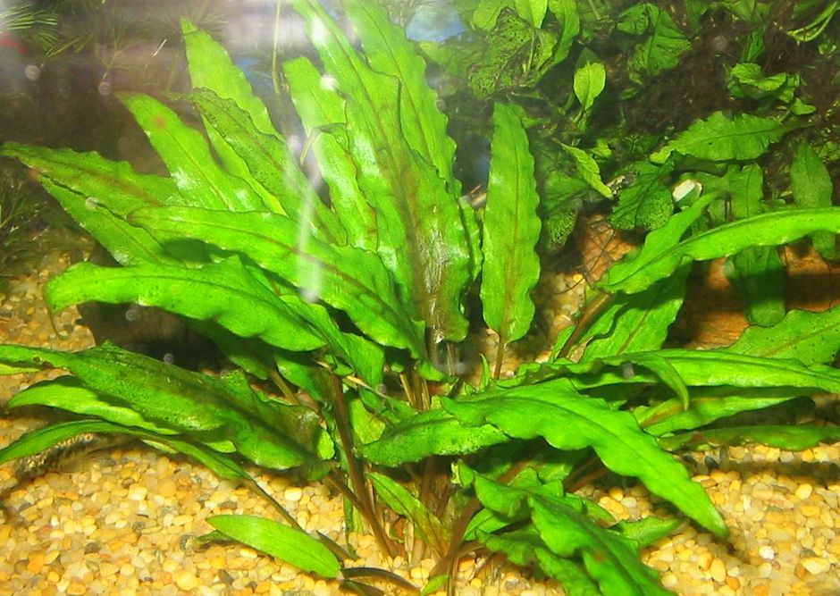 Криптокорина Вендта (Cryptocoryne wendtii)