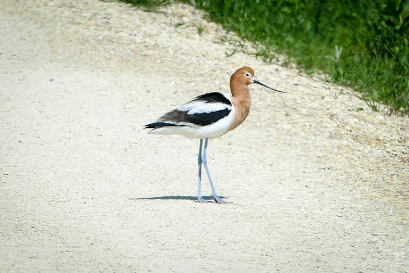 American Avocet P1020834