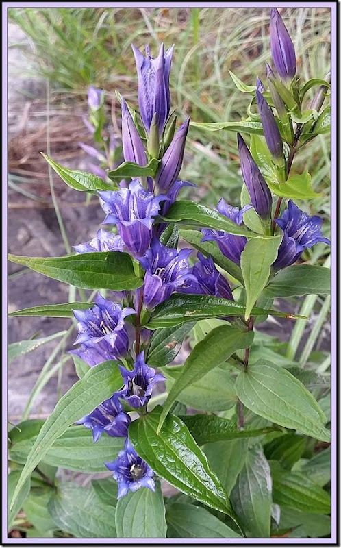 18072212WillowleavedGentiana