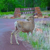 Mule Deer