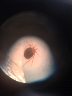 Aquatic mite