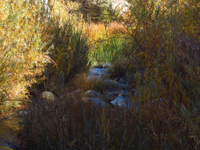 creek choked with willow