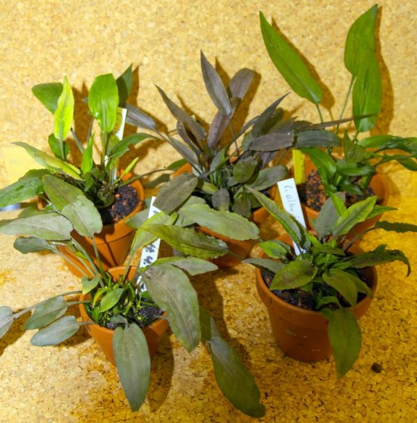 Криптокорина белая (Cryptocoryne alba)