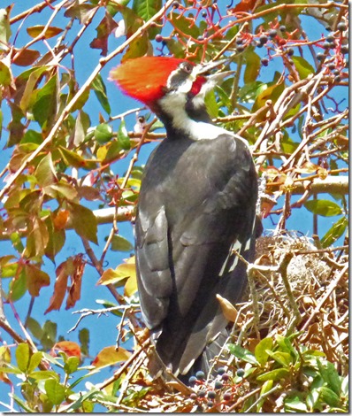 Pileated Woodpecker, Holiday Florida