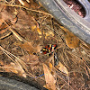 Blue tailed Skink and Scarlet King Snake