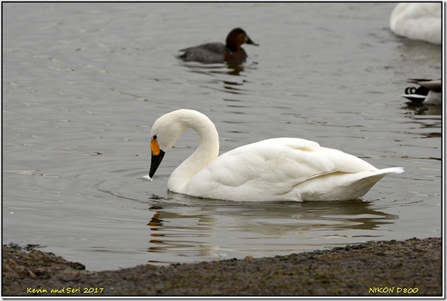 Slimbridge WWT - December