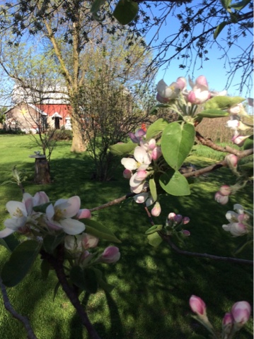 Meadowview Farm: apple blossoms & busy bees