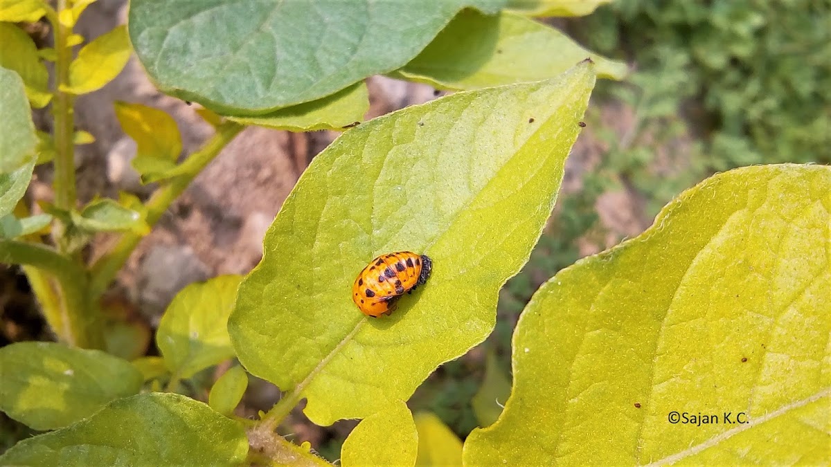 Ladybird beetle pupa