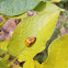 Ladybird beetle pupa