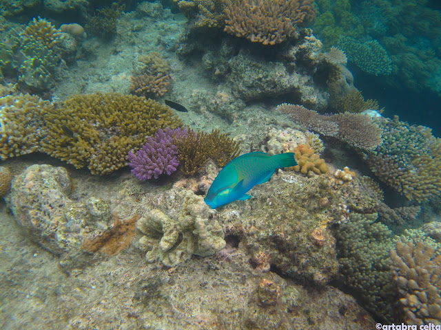 AUSTRALIA: UNA AVENTURA DE CONTRASTES - Blogs de Australia - CAIRNS Y LA GRAN BARRERA DE CORAL (10)