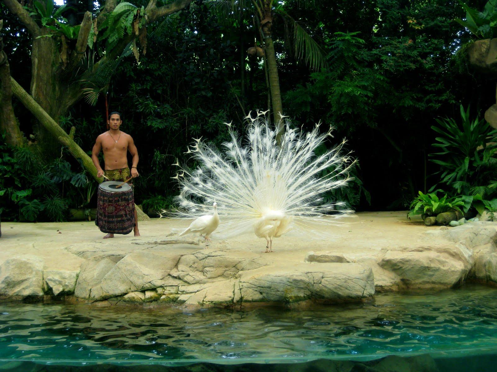 white peacock fans out plume