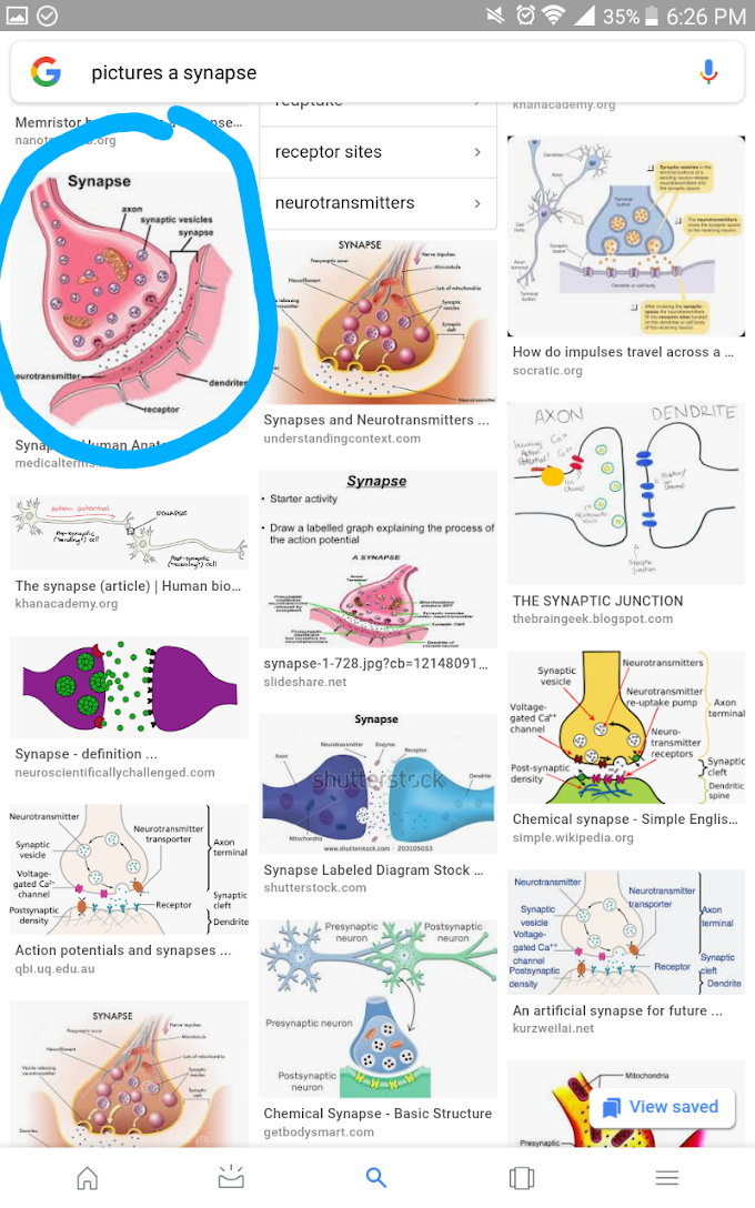 Nerve Physiology L4