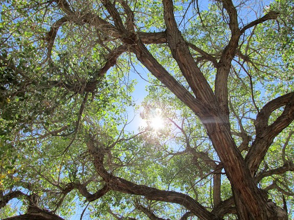 Lunch under the shade of a magnificent cottonwood tree at Unknown Bottom