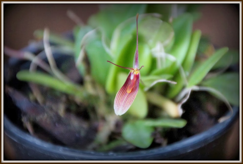 Restrepia trichoglossa IMG_8278