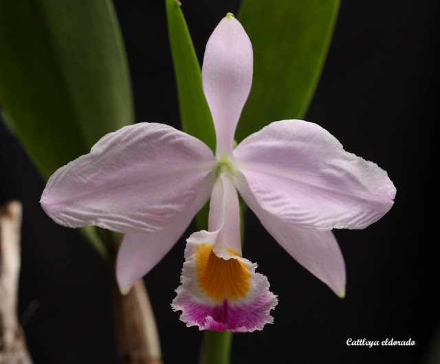 Cattleya wallisii (eldorado) IMG_8394b%252520%252528Large%252529