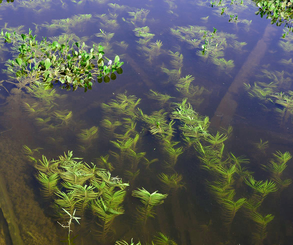 Эйхорния лазоревая (Eichhornia azurea)