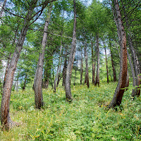 Alberi in fuga di 