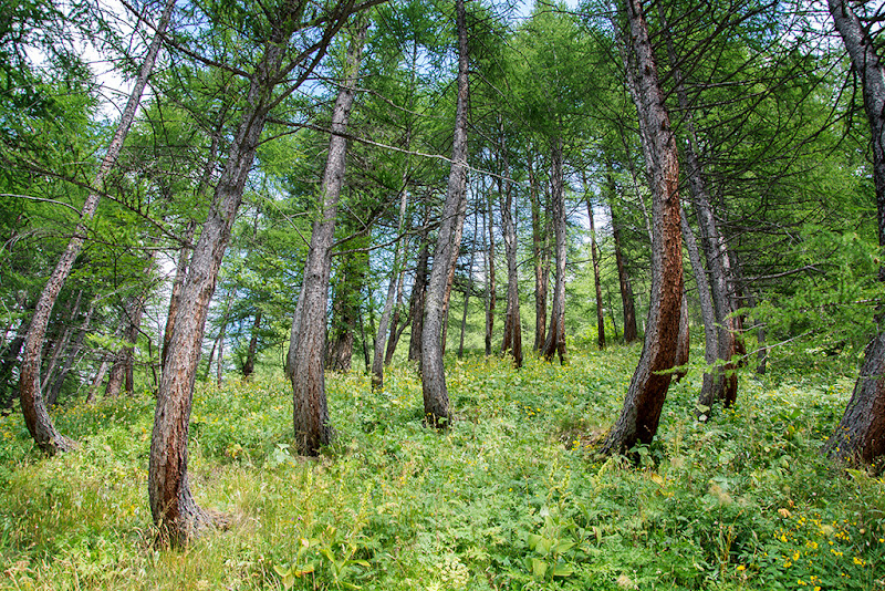 Alberi in fuga di Picchiolino