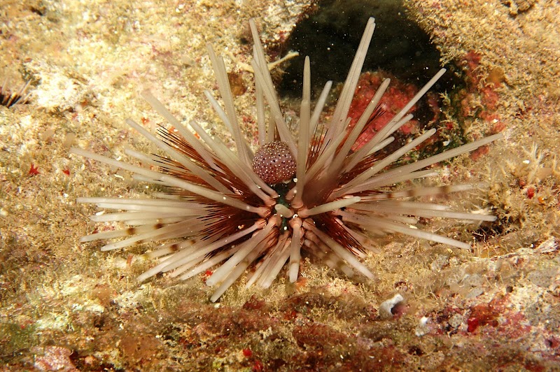 Echinothrix calamaris. Iriomote.