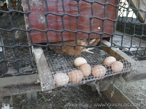 Le galline depongono le uova a 