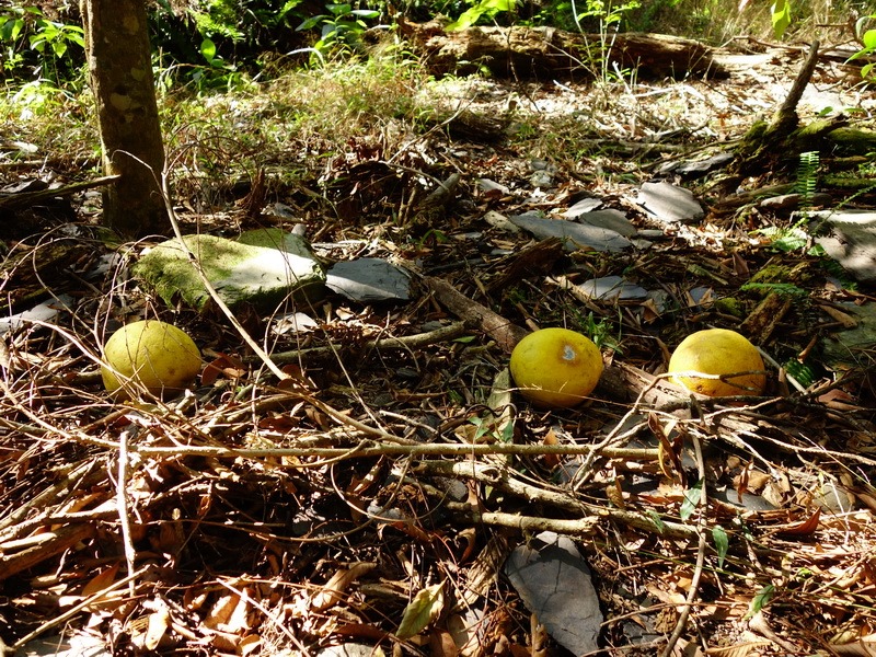 2014_0101-0105 萬山神石、萬山岩雕順訪萬頭蘭山_0072