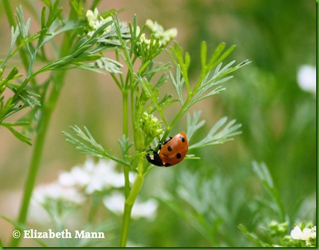 ladybug