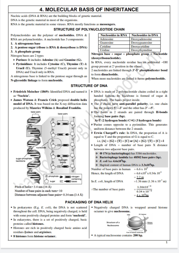 Second PUC biology CHAPTER 4. MOLECULAR BASIS OF INHERITANCE NOTES