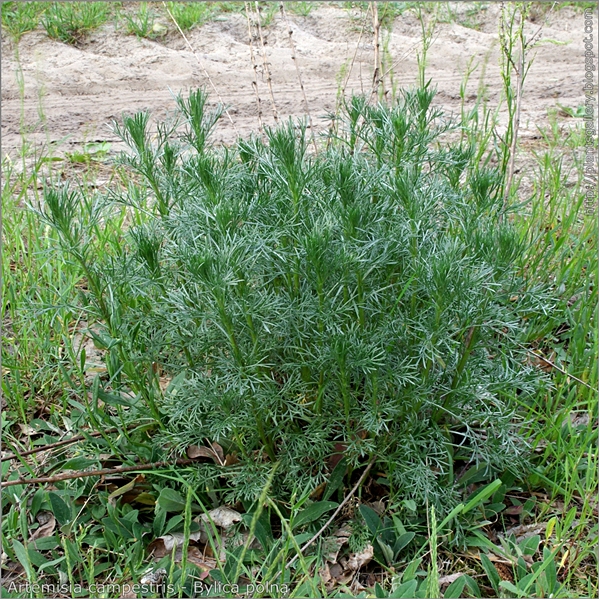 Artemisia campestris - Bylica polna pokrój młodej rośliny