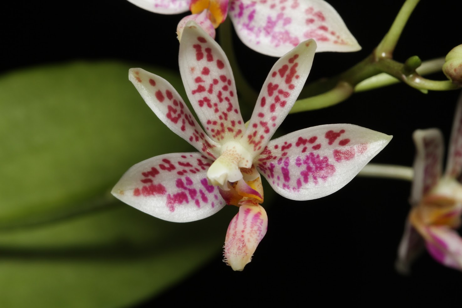 Phalaenopsis Freckle Baby (tetraspis x finleyi) IMG_6344