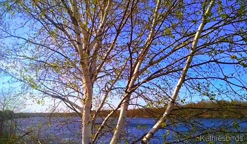 6. birch tree along the riverbank 5-8-15a