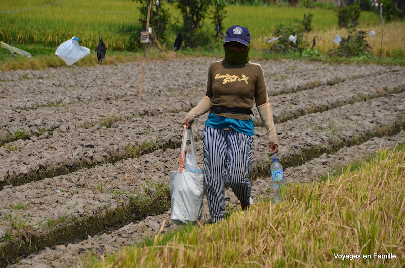 women in the fields