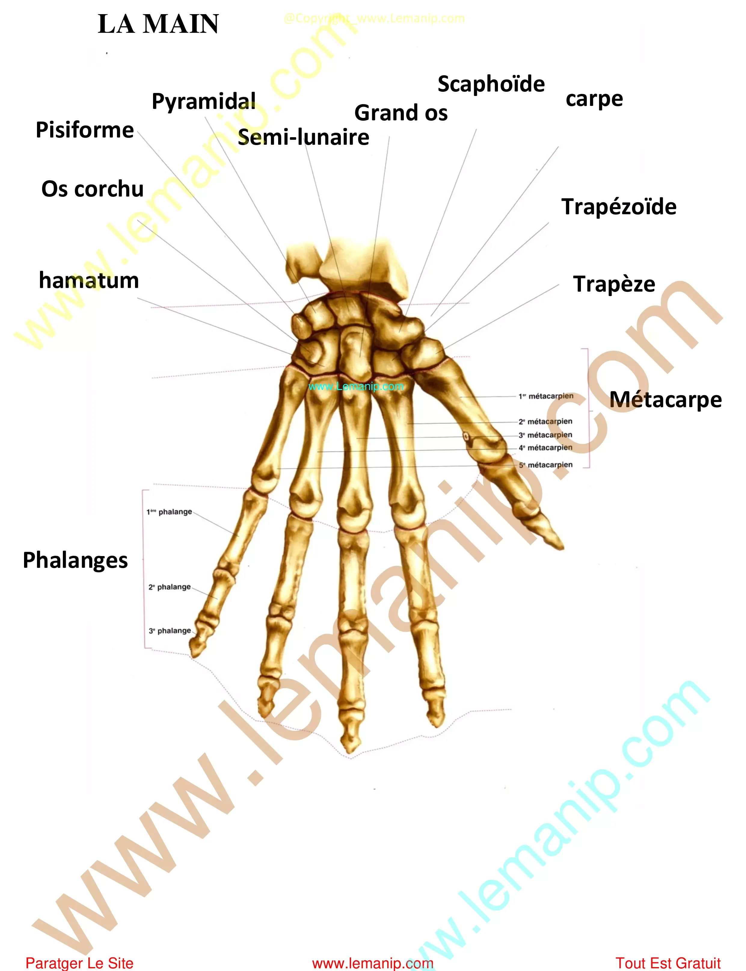 MAIN anatomie