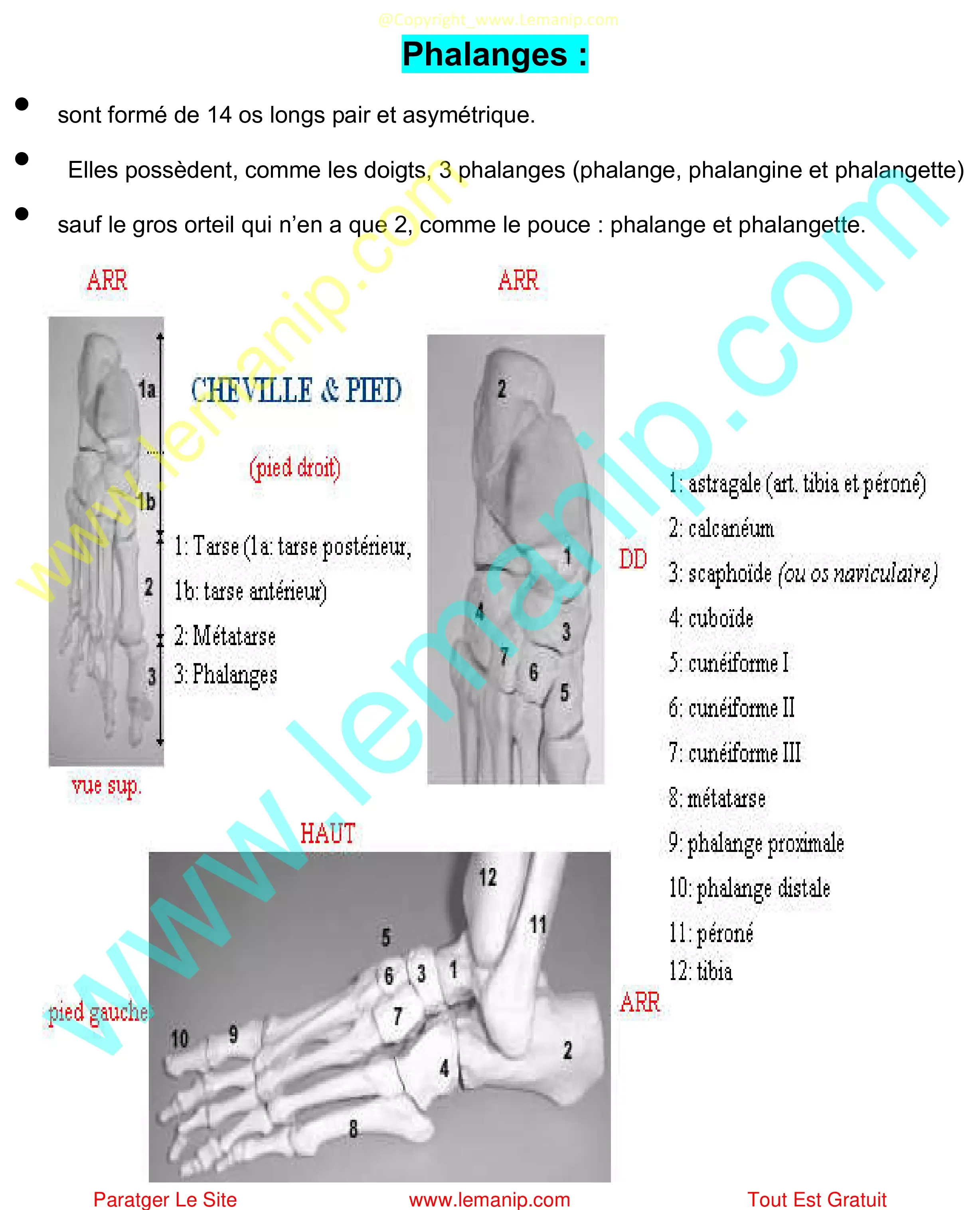 Phalanges Du Pied ou bien Meta tarse