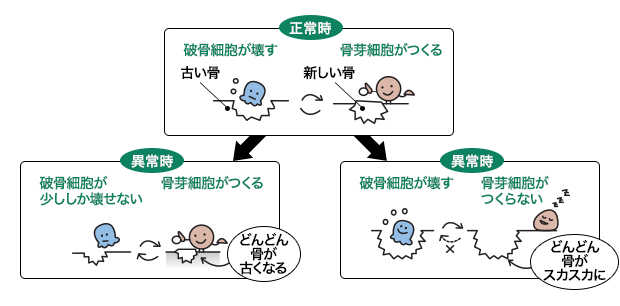 骨の代謝