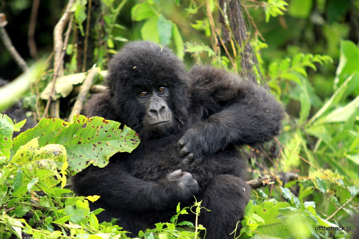 Młody goryl, The Virunga massif region, Uganda