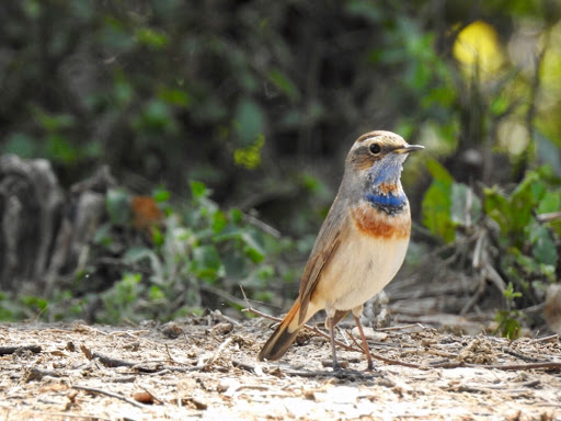 Bluethroat - clicked by my guide Vishnu