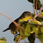 Common Yellowthroat (female)