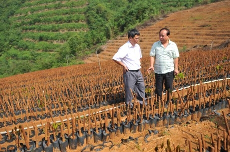  Lựa chọn giống trong những ngày đầu không phù hợp là một trong những nguyên nhân dẫn đến suất đầu tư khu vực miền núi phía Bắc cao hơn các khu vực khác. Ảnh: Tùng Châu