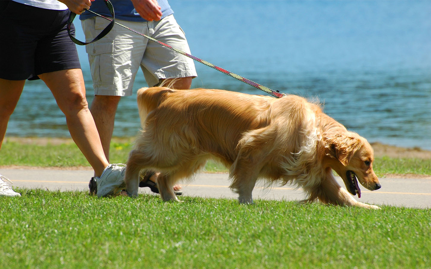 pet-friendly areas in dubai: walking a dog with leash