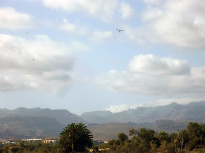 La Charca, Maspalomas Gran Canaria