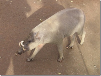 IMG_0283 Babirusa at the Oregon Zoo in Portland, Oregon on November 10, 2009